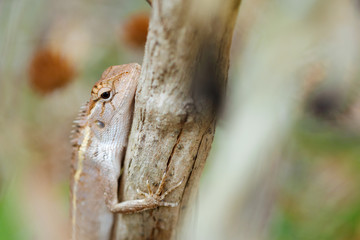 Close up eastern garden lizard on tree of background blurred.