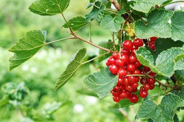 Red currants ripen on bush.