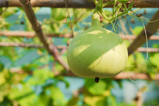 Spherical green Calabash gourd (Lagenaria siceraria (Molina) Standl.)  planted in the garden as a vine plant.