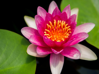 Purple lotus that is blooming