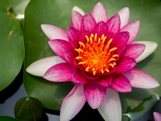 Purple lotus that is blooming