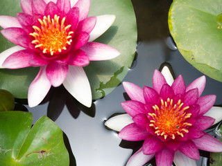 Purple lotus that is blooming