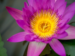 Purple lotus that is blooming