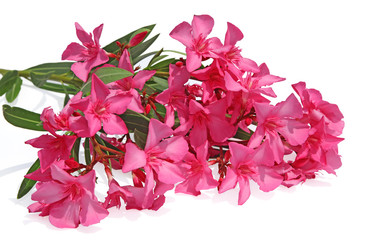 Fleurs de Nerium oleander