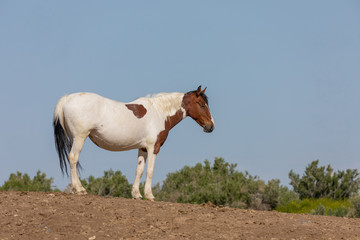 Fototapeta premium Beautiful Wild Horse in Spring in Utah