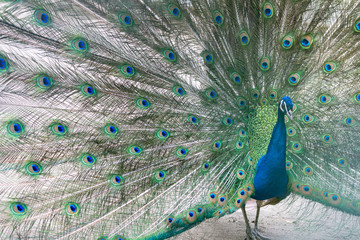 Naklejka premium インドクジャク