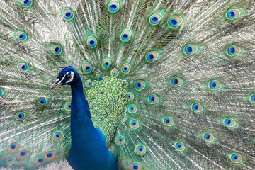 Fototapeta premium インドクジャク