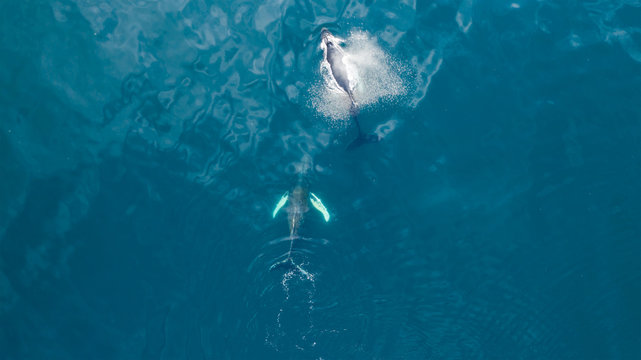 Aerial view of Humpback whale, Iceland.