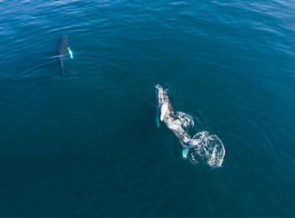 Fototapeta premium Aerial view of Humpback whale, Iceland.