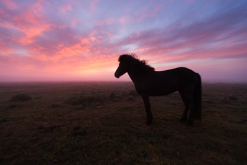Group of Icelandic horse in beautiful sunset