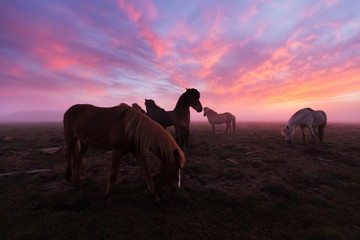 Fototapeta na wymiar Group of Icelandic horses in beautiful sunset