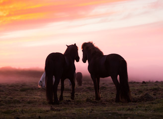 Group of Icelandic horses in beautiful sunset