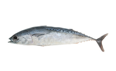 Fresh bullet tuna fish isolated on white