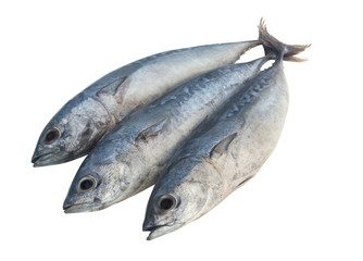 Three bullet tuna fish or frigate mackerel isolated on white background, Auxis rochei