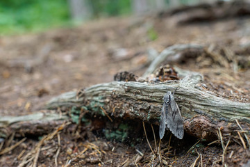 Motto auf Holz, Hintergrund, Wald, Textur