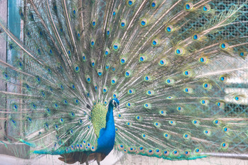 Obraz premium インドクジャク