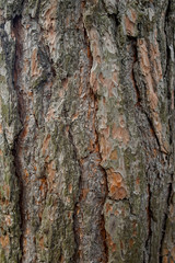 Rinde, Baum, Holz, Textur, Hintergrund