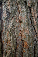 Rinde, Baum, Holz, Textur, Hintergrund