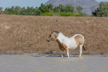 Obraz premium Beautiful Wild Horse in Spring in Utah