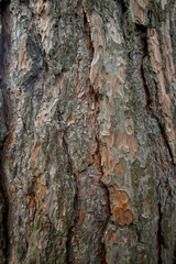 Naklejka premium Rinde, Baum, Holz, Textur, Hintergrund