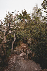 Wald, Weg, Baum Hintergrund, Harz, Sommer