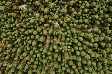Fototapeta premium closeup of cactus