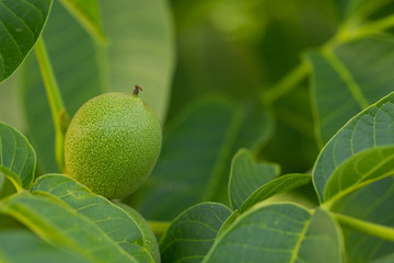 Fruits of a walnut on a branch of a tree
