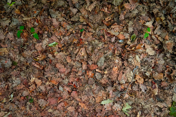Blätter Textur, Hintergrund, Grün, Leben, Braun, Laub