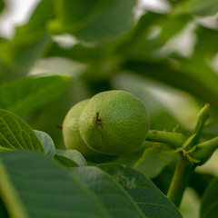 Fruits of a walnut on a branch of a tree
