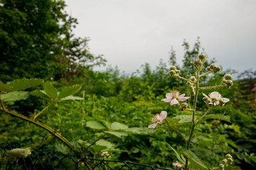 Wald, Weg, Baum Hintergrund, Harz, Sommer, Blumen