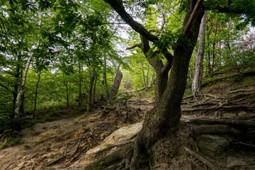 Wald, Weg, Baum Hintergrund, Harz, Sommer
