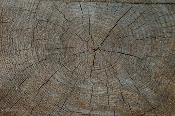 Holz, Hintergrund, Textur, Rinde, Ringe, Alter