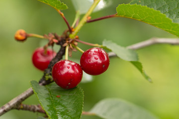 Cherry on the branch grows, ripened red cherry close up