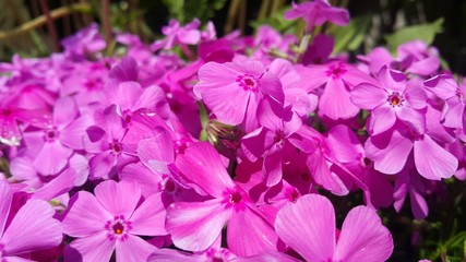 Close up view of several pink flowers under sunlight with pink petals
