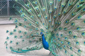 インドクジャク