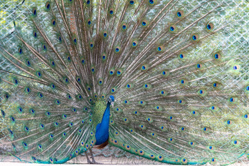 インドクジャク