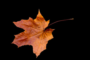 maple tree leaf
