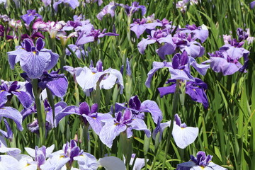 日本の梅雨に咲く菖蒲の花