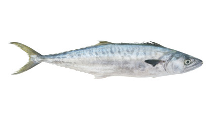 Fresh king mackerel fish isolated on white 