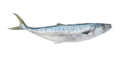 Fresh king mackerel fish isolated on white background