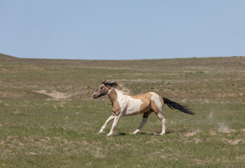 Naklejka na ściany i meble Beautiful Wild Horse in Spring in Utah