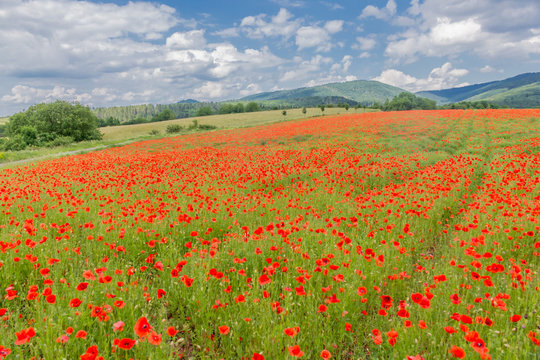 Sommerliche Gef&uuml;hle auf einem Mohnfeld im wundersch&ouml;nen Werratal. Thueringen