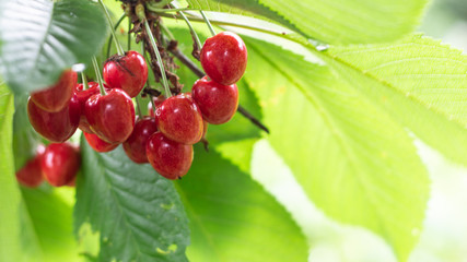 Spicy red cherry fruit on a tree closeup