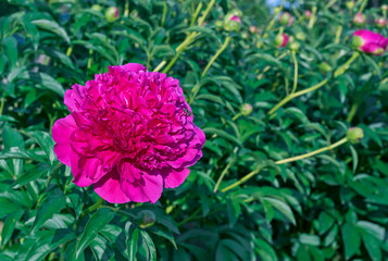 Obraz premium Blooming purple peony. Violet peony in the city garden.