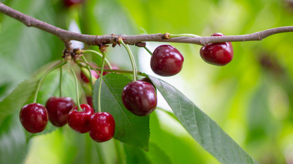 Spicy red cherry fruit on a tree closeup