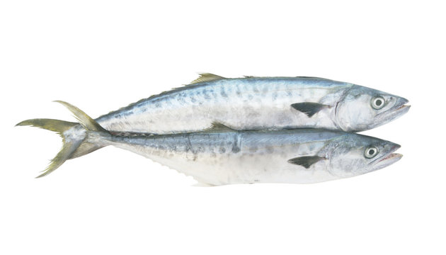 Two king mackerel fishes isolated on white background
