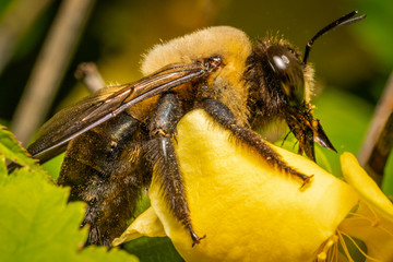 Macro