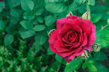 Red Rose. Blooming red rose in the city garden. Red rose on a background of green leaves.
