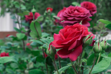 Red Rose. Blooming red rose in the city garden. Red rose on a background of green leaves.