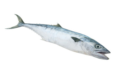 King mackerel fish isolated on white 